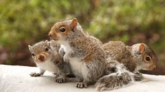 Animals outdoors squirrels
