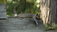 Animals outdoors squirrels