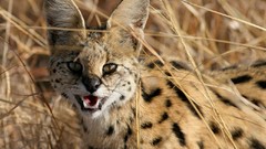 Animals outdoors teeth golden