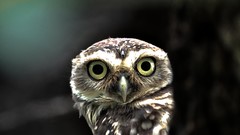 Animals Owls baby birds