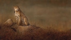 Animals paintings cheetahs