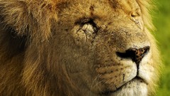 Animals paintings Tigers Lions digital art