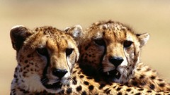 Animals pair cheetahs feline
