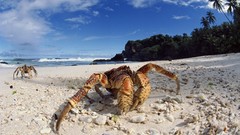 Animals palm trees crabs