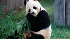 Animals panda bears