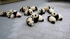 Animals panda bears
