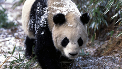 Animals panda bears