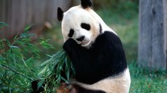 Animals panda bears