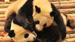 Animals panda bears