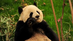 Animals panda bears