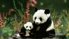 Animals panda bears