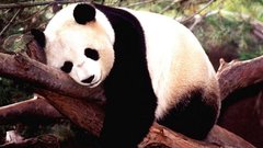 Animals panda bears Bears