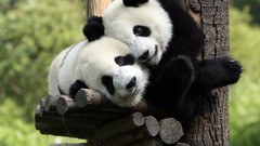 Animals panda bears Bears