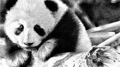 Animals panda bears sketches