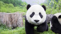 Animals panda Plants grass Bears Mammals