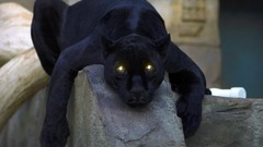 Animals panthers