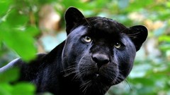 Animals panthers