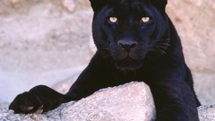 Animals panthers