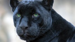 Animals panthers