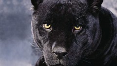 Animals panthers