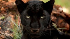 Animals panthers