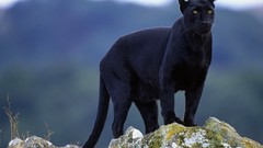 Animals panthers