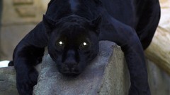 Animals panthers