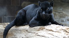 Animals panthers