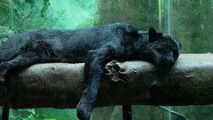 Animals panthers