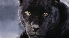 Animals panthers