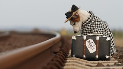 Animals Paris Dogs hats sad suitcase depth of field luggages 