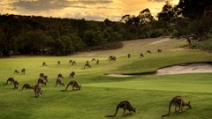 Animals Park Australia kangaroos