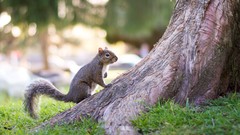 Animals Park squirrels