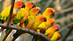 Animals Parrots