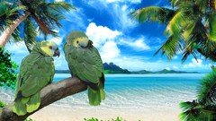 Animals Parrots