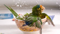 Animals Parrots bathing