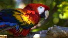 Animals Parrots macaw Scarlet Macaws