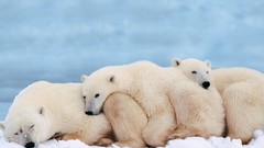 Animals party Polar Bears