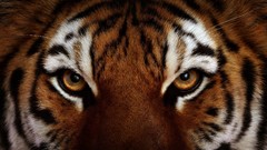 Animals patterns faces Tigers yellow eyes