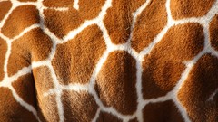 Animals patterns fur Giraffes Africa