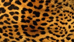 Animals patterns fur leopard print