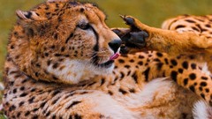 Animals paw licking cheetahs wild animals