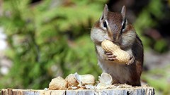 Animals peanuts chipmunks