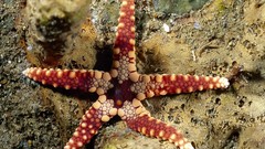 Animals pearl starfish