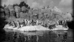 Animals Penguins
