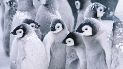 Animals Penguins