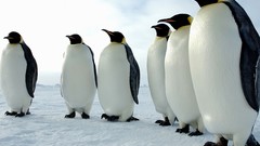Animals Penguins
