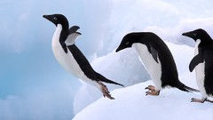 Animals Penguins