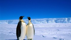 Animals Penguins