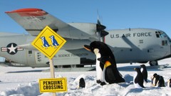 Animals Penguins air force